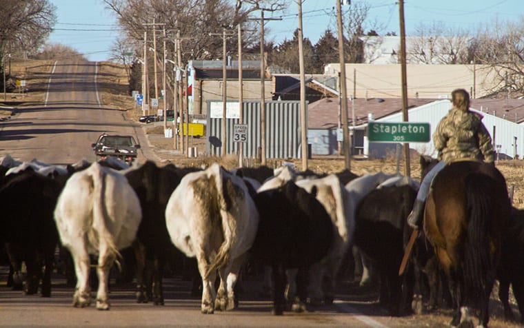 Home Mast Cattledrive